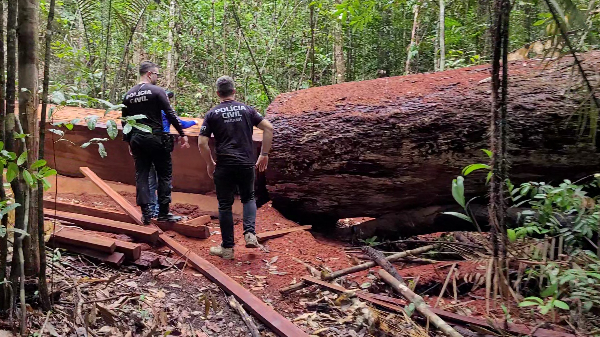 EM SANTANA, POLÍCIA CIVIL INVESTIGA CRIMES AMBIENTAIS NA REGIÃO DO MATÃO DO PIAÇACÁ